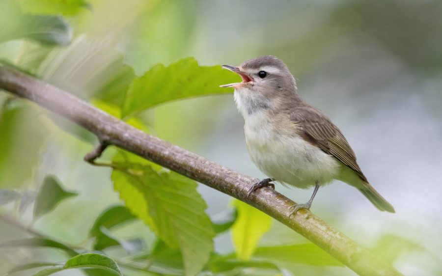 A Vireo perched on a treebranch. 