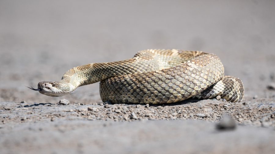 Watch out for this reptile's distinct tail rattle.