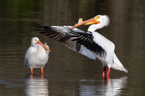 Wildlife of the Week: American white pelican
