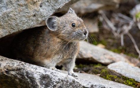 You can find pikas resting in the rocky slopes of the Cascade and Rocky Mountains