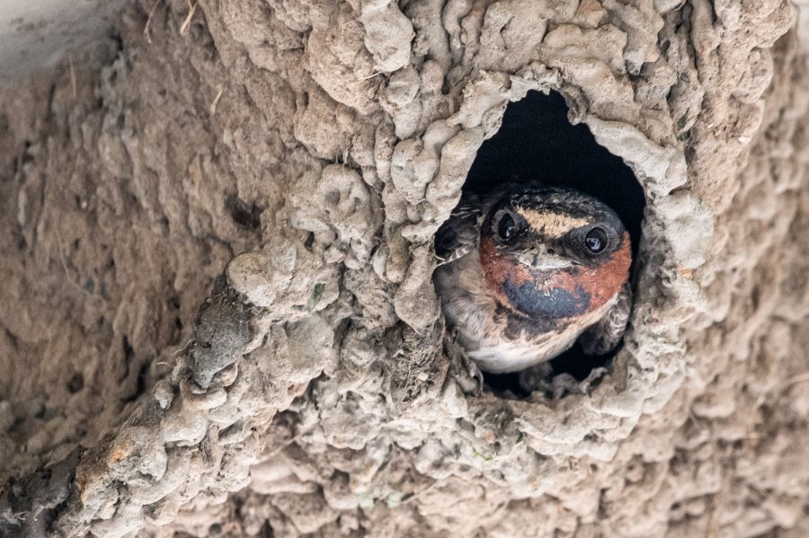 Cliff Swallows arrive in the U.S. in April but head back down toward South America around August