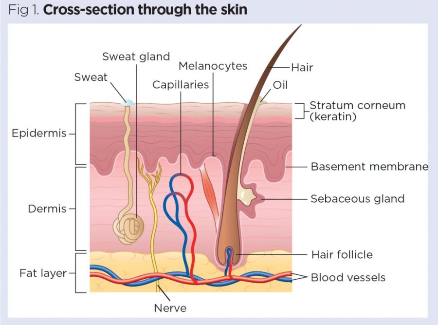 Skin Diagram 