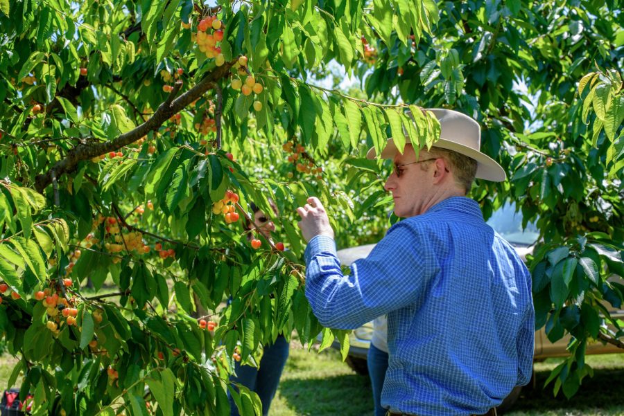 Grant provides affordable testing for harmful cherry disease