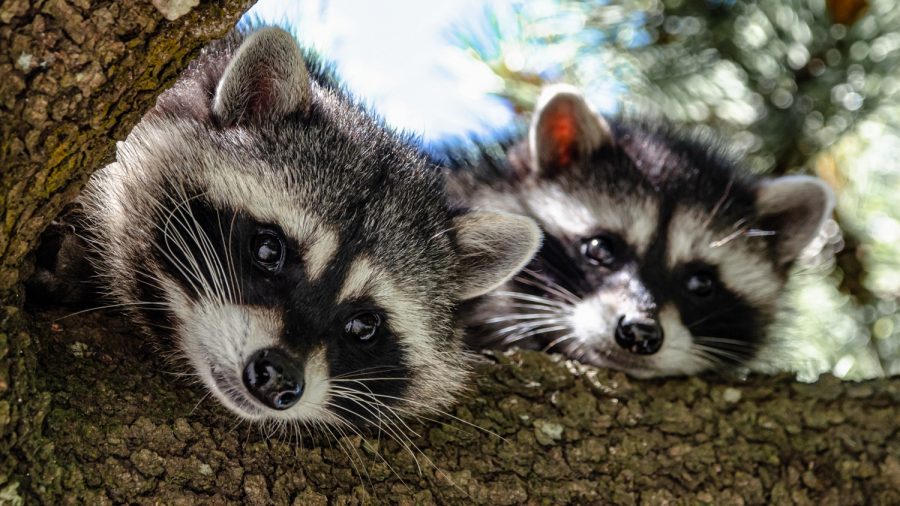 A mother raccoon and her young peer down from a tree July 20, 2019, in Cannon Beach, Ore.