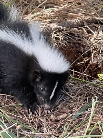 “Probably sometime in the next 20-30 years we will see rabies in our endemic skunk and raccoon population”