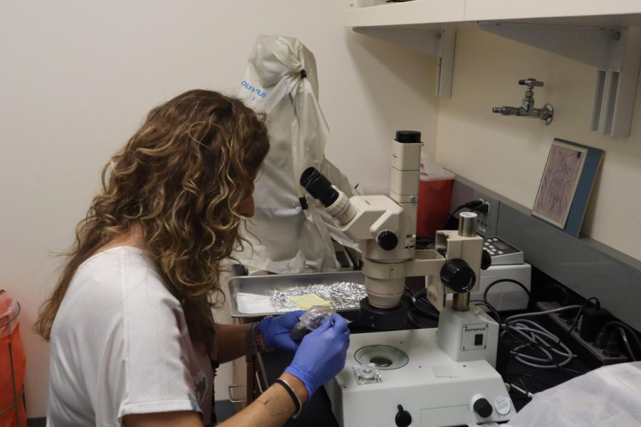 Aida Duarte prepares to observe the interaction between nematodes and bacteria in the Vogel laboratory, Aug. 30.