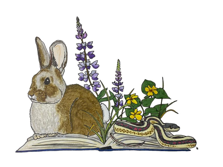 Nuttall’s cottontail, the common garter snake, wild lupine and pioneer violet are all native Palouse species.