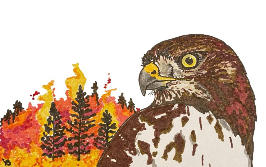 Birds, like the native red-tailed hawk, are especially prone to smoke inhalation.