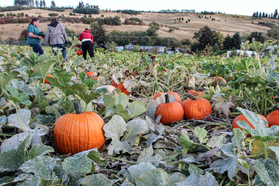 Customers+harvest+pumpkins+at+the+annual+Pumpkin+Harvest+at+the+WSU+Organic+Farm%2C+Sept.+30.