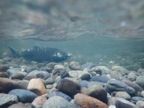 A chinook salmon swims against the current in Issaquah Creek, Oct. 18th.