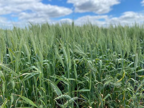 Winter wheat near Mayview, WA. June 17, 2020.