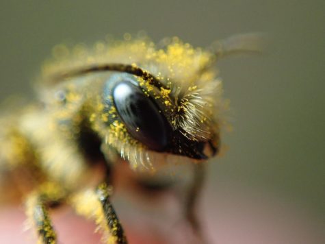 A bee covered in pollen in Yakima County, Wash., May 27th, 2022.
