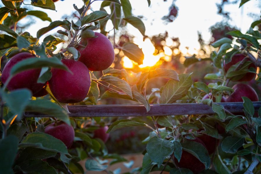 Cosmic Crisp® apples are grown exclusively in Washington state, said Kate Evans.