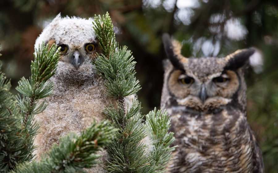 An adult and young Great Horned Owl sit in a tree outside Bustad Hall, March 30, Pullman, Wash.