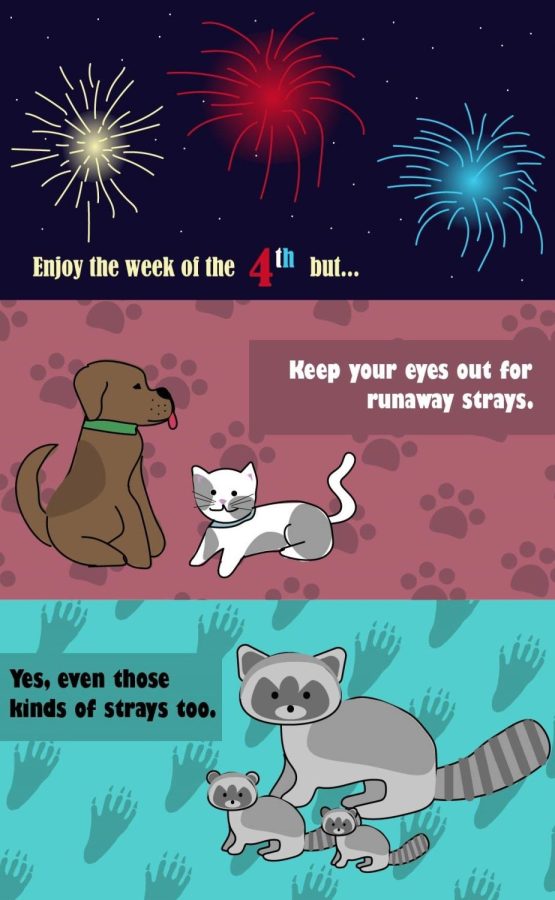 Fireworks+and+Animals+Dont+Mix