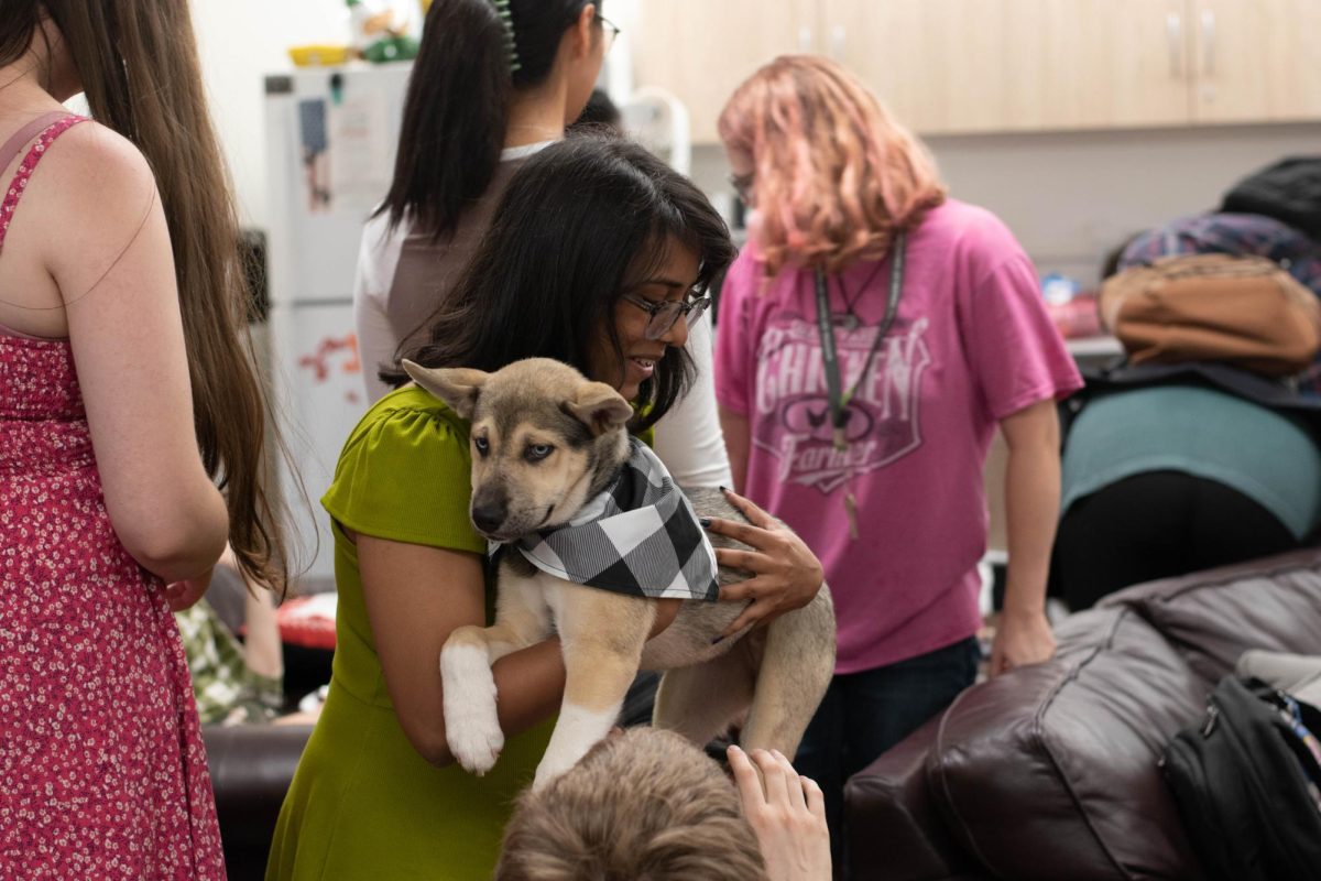 Students play with 3 month old German Shepard/husky mix puppies, Ghirardelli, Godiva, Lindor, and Ferraro Rocher. Tuesday August 29th, in the VMAS service center Holland Library.