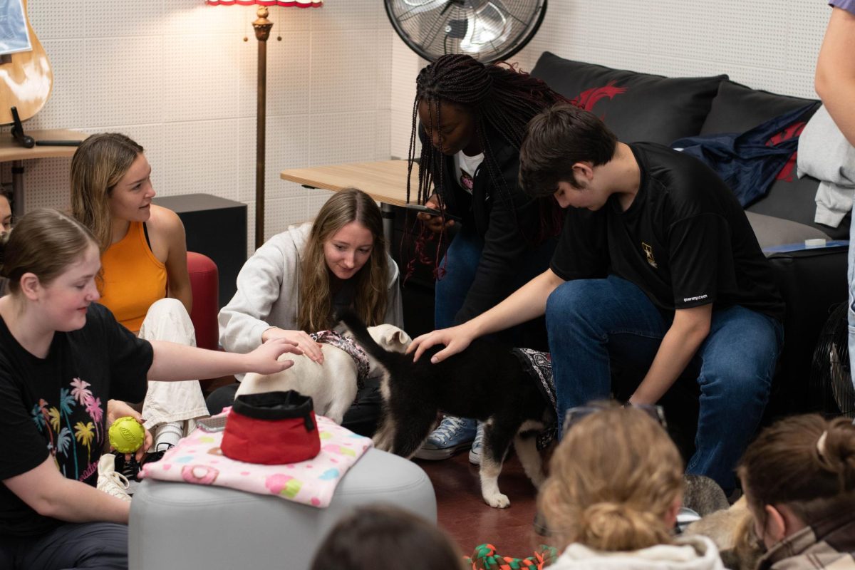 Students play with 3 month old German Shepard/husky mix puppies, Ghirardelli, Godiva, Lindor, and Ferraro Rocher. Tuesday August 29th, in the VMAS service center Holland Library.