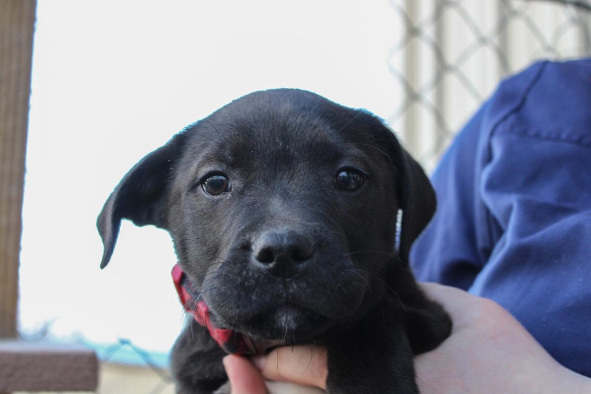 Luna%2C+a+puppy+that+was+under+the+Whitman+County+Humane+Societys+care%2C+in+the+hands+of+a+WCHS+worker.