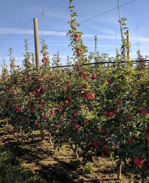 An orchard growing some of WSUs newest apple variety