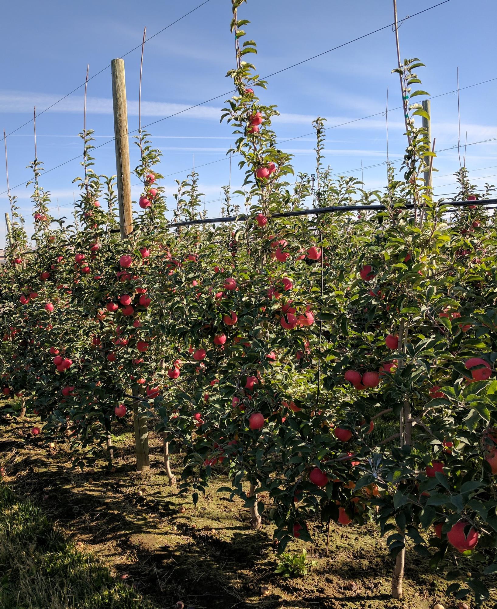 Meet 'Cosmic Crisp,' a New Hybrid Apple That Stays Fresh for a