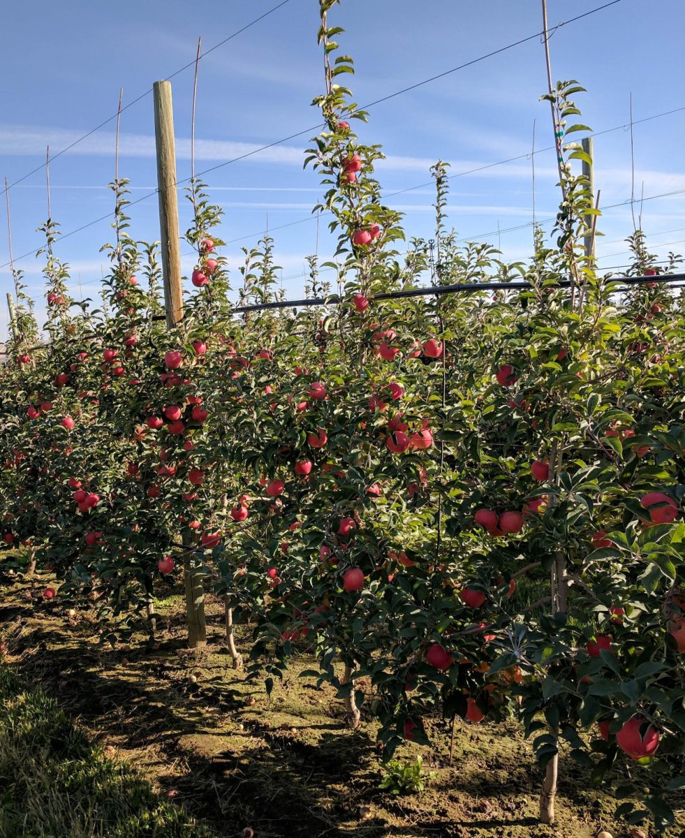 WA 64 apple orchard in Quincy, WA.