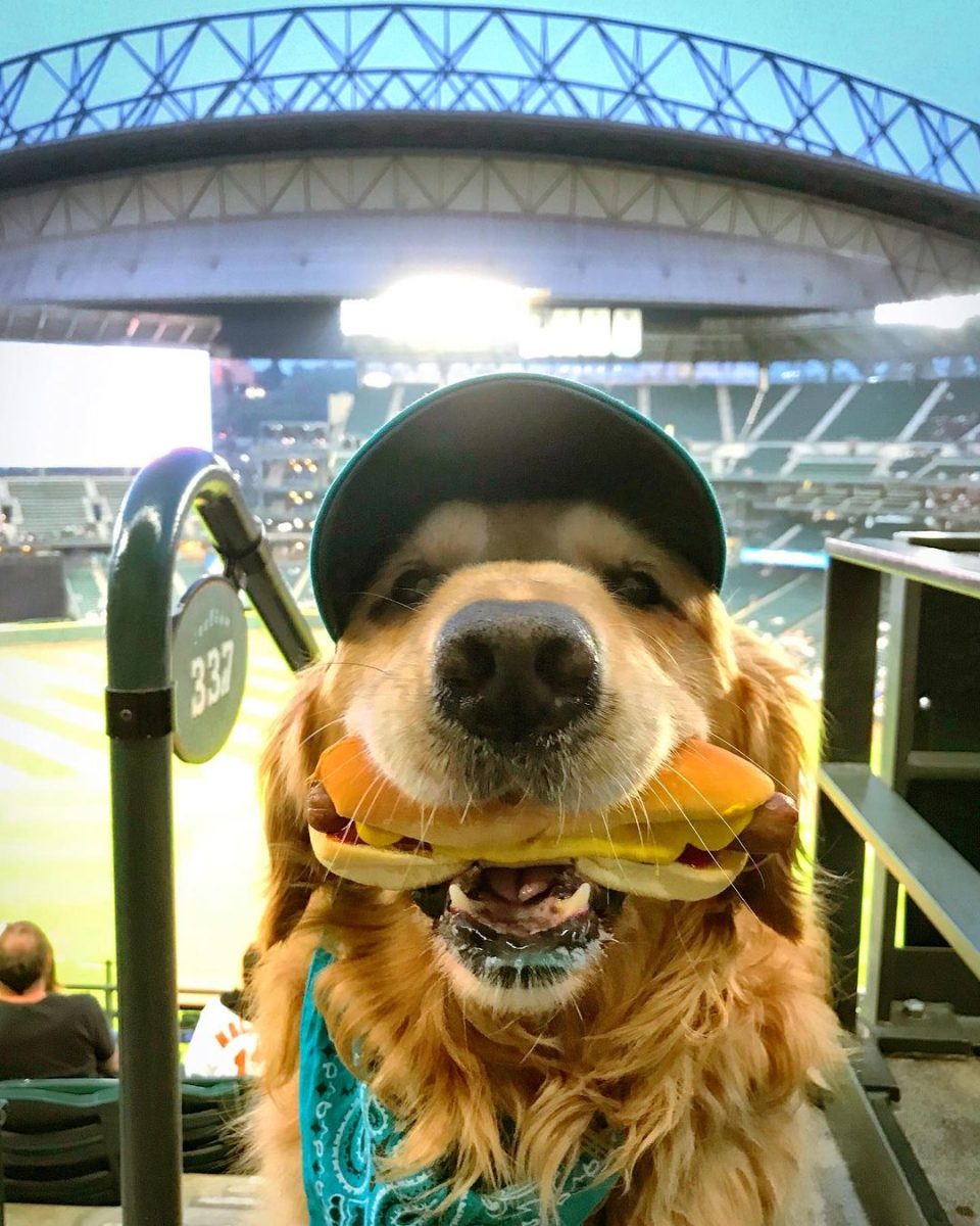 Dash+Dog+at+a+Seattle+Mariners+game