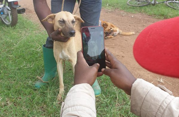 Felix Lankester experimenting with facial recognition app on a dog from one of the villages in Tanzinia 