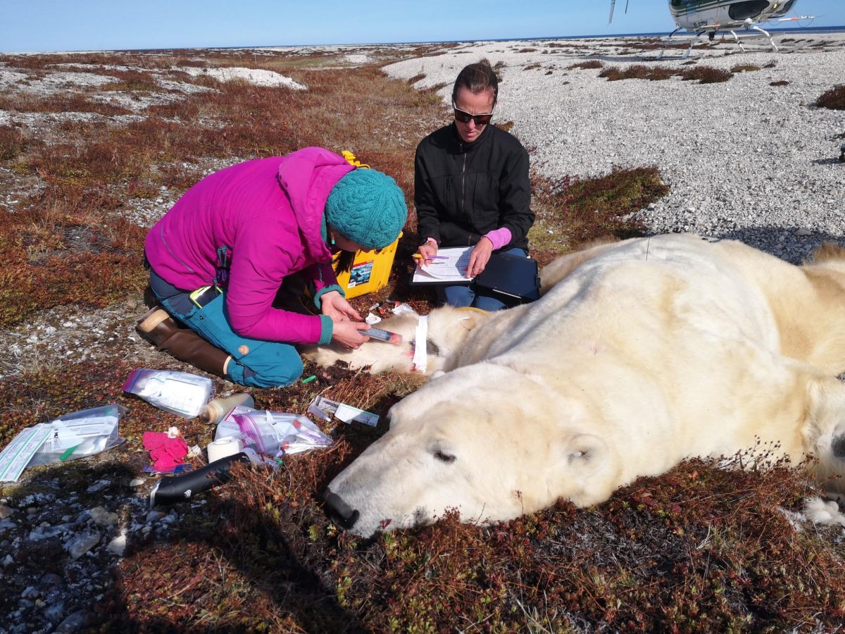 Drs. Joy Erlenbach and Karyn Rode collecting samples from a polar bear captured during the study in Wapusk National Park, Canada. Photo courtesy of Charles Robbins