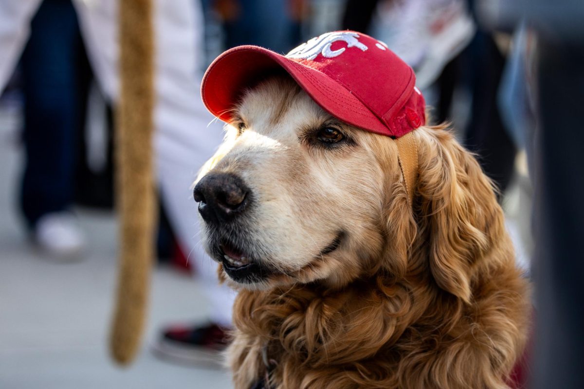 Dash Dog makes an appearance for the Cougs series opener against Fresno State, April 26, in Pullman, Wash. 