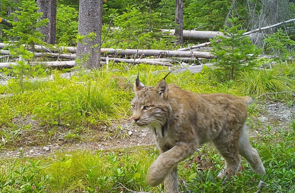 Canada lynx have been more widely distributed across the US than first thought. Photo courtesy of Daniel Thornton
