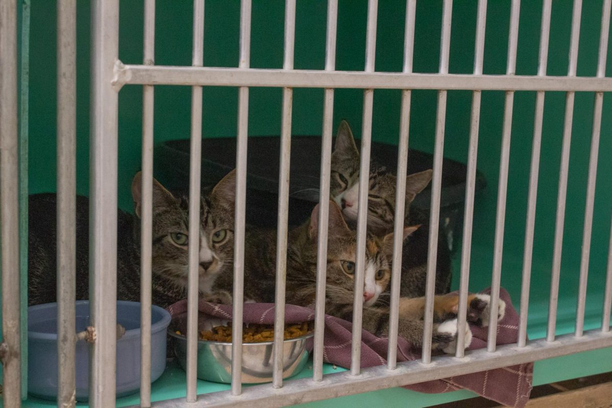 Catalytic Converter, Rust Bucket and Motor Oil, three adoptable kittens at the Whitman County Humane Society in Pullman, Wash.