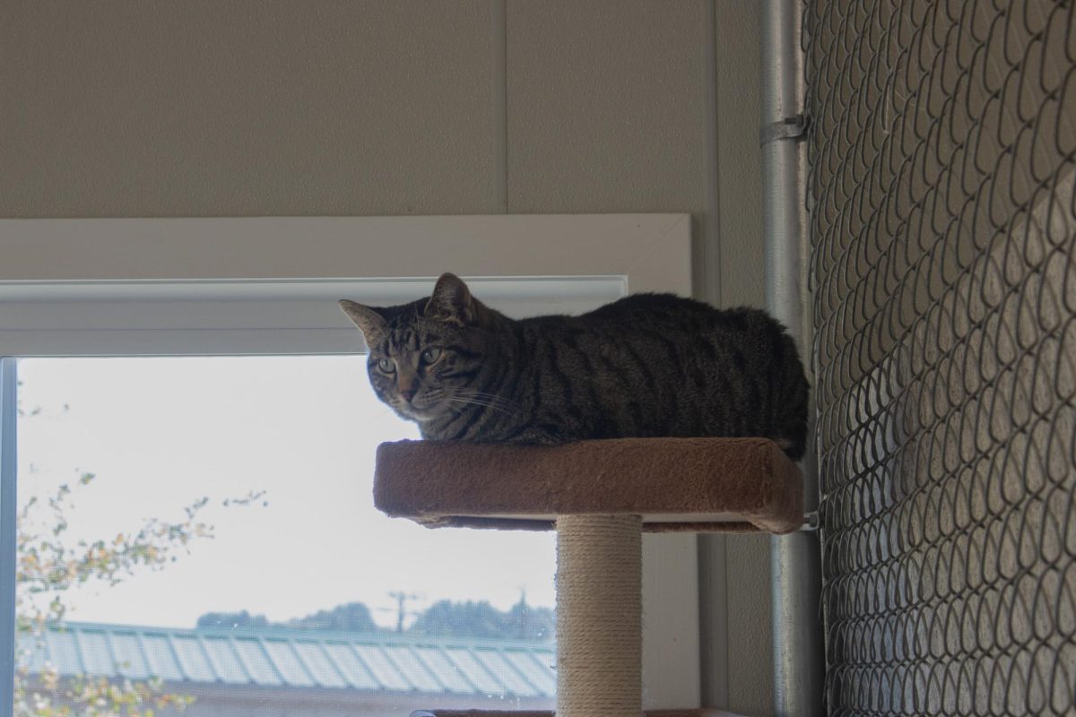 Belladonna, an adoptable cat at the Whitman County Humane Society in Pullman, Wash.