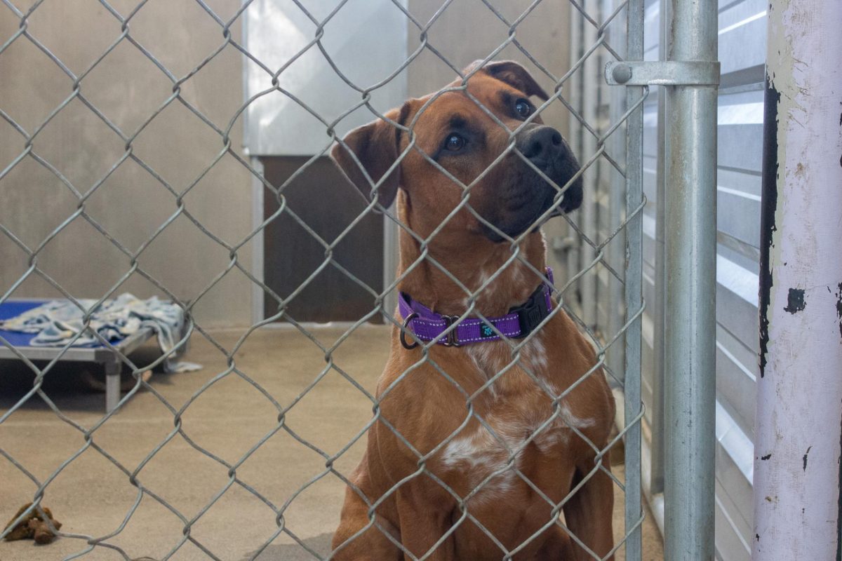 Gordita, an adoptable dog at the Whitman County Humane Society in Pullman, Wash.