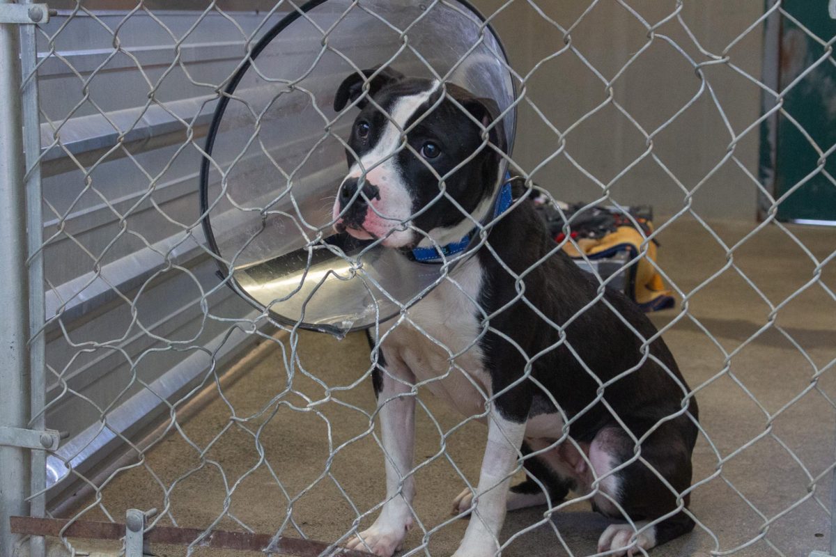 Vespa, an adoptable dog at the Whitman County Humane Society in Pullman, Wash.