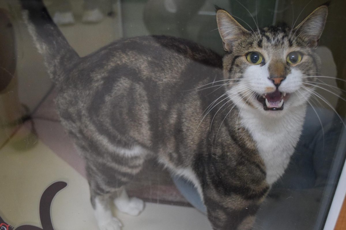 A cat is photographed at the Whitman County Humane Society's Barkinglot event on Aug, 31.