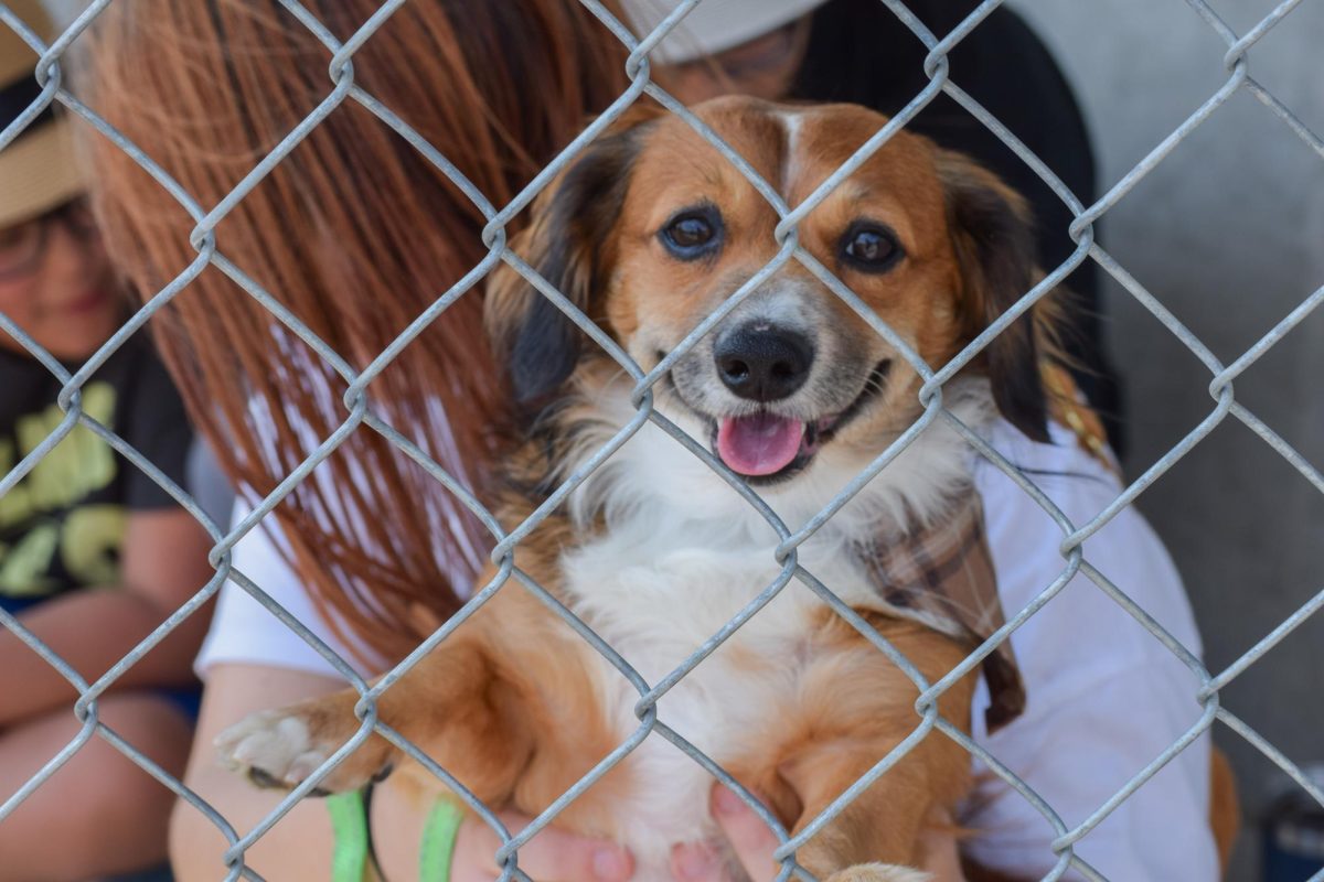 A community member holds a dog at the Whitman County Humane Society's Barkinglot event on Aug, 31.