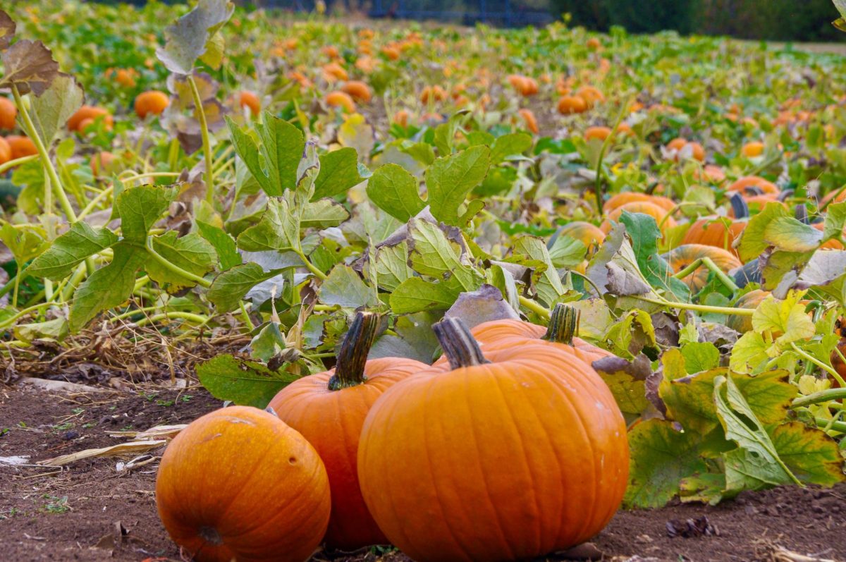 Pumpkins at the WSU Eggert Farm pumpkin patch, Sept. 30