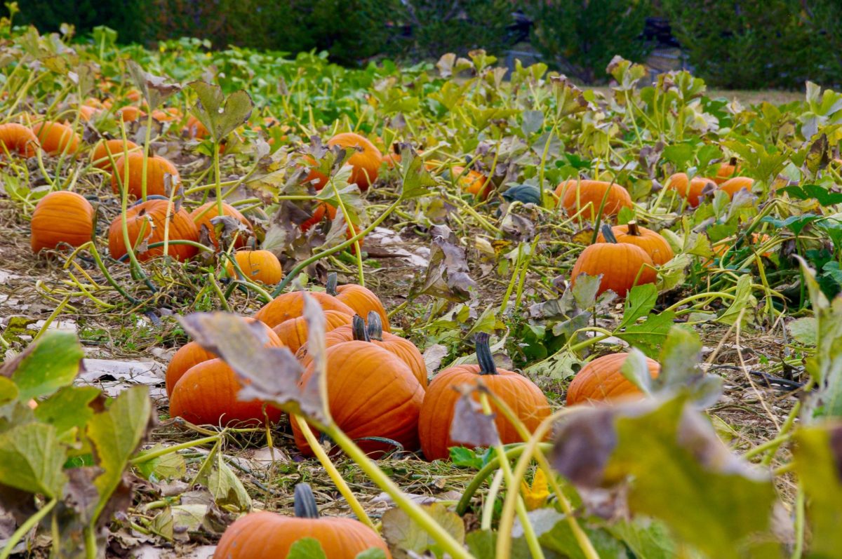 Pumpkins at the WSU Eggert Farm pumpkin patch, Sept. 30
