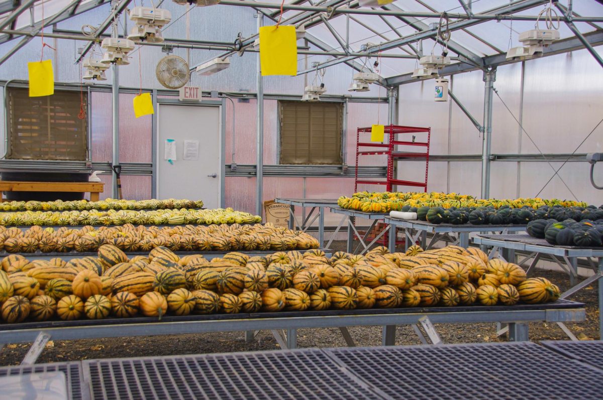A greenhouse at WSU Eggert Farm filled with different breeds of squash, Sept. 30