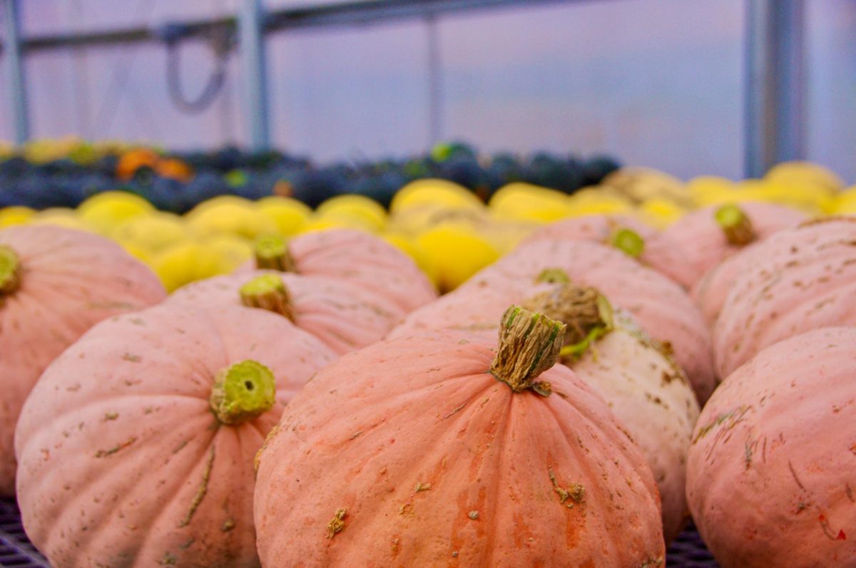 A greenhouse at WSU Eggert Farm filled with different breeds of squash, Sept. 30