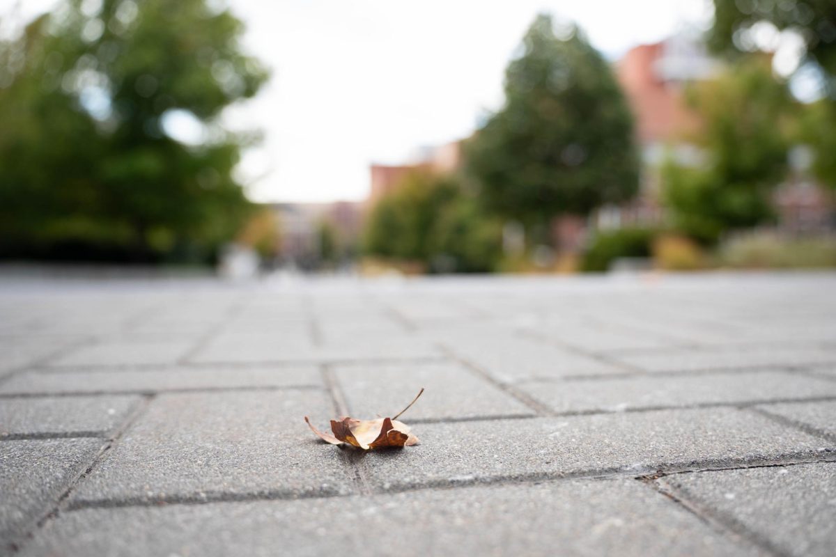 A leaf on WSU Pullman's campus
