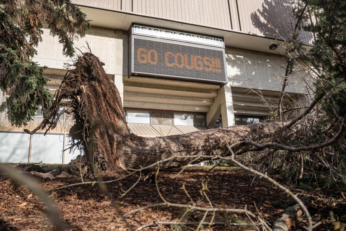 An uprooted tree lays in front of Beasley Coliseum after a wind storm on Wednesday, Dec. 17 in Pullman. 