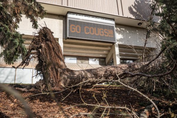 An uprooted tree lays in front of Beasley Coliseum after a wind storm on Wednesday, Dec. 17 in Pullman. 