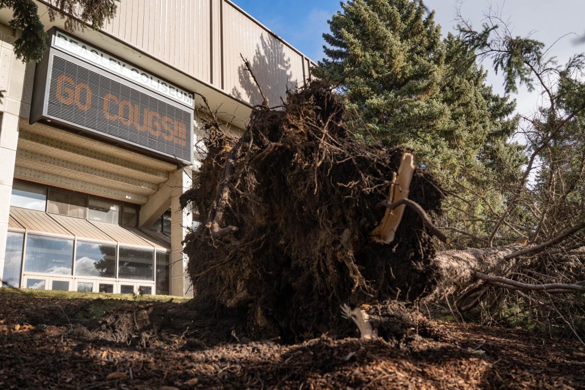 An uprooted tree lays in front of Beasley Coliseum after a wind storm on Wednesday, Dec. 17 in Pullman. 
