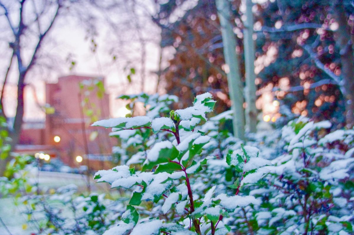 Snowy leaves by the Thompson Flats, Dec. 1