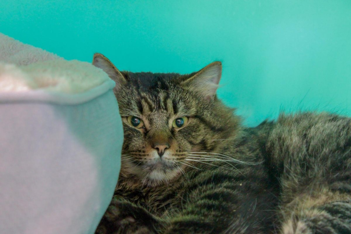 A cat waiting for adoption and visitors at The Whitman County Humane Society, Feb. 9, 2026.
