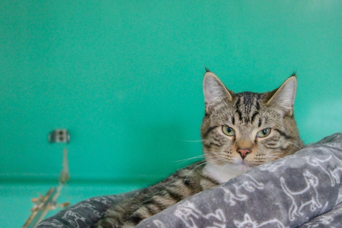 A cat waiting for adoption and visitors at The Whitman County Humane Society, Feb. 9, 2026.
