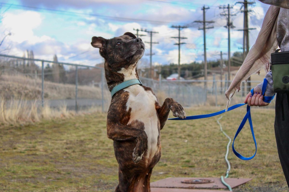 A dog learning a trick outside at The Whitman County Humane Society, Feb, 9, 2026.
