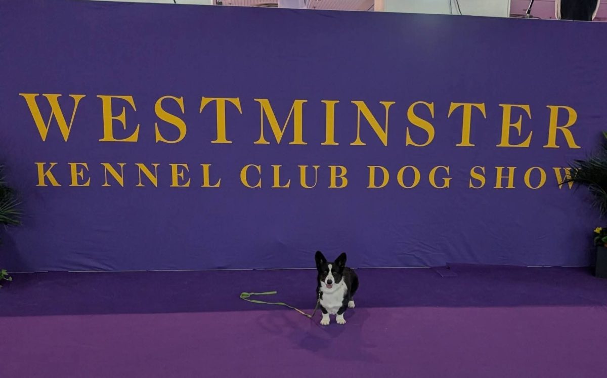 Witton the Corgi poses for a photo at the Westminster Kennel Club Dog Show.