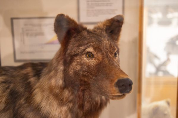 Statue of a wolf at the Conner Museum